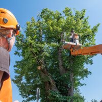 Baumpflege an Bayerns Straßen