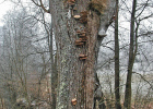 Starker Pilzbefall eines Straßenbaums