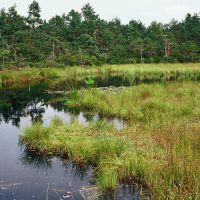 Hochmoor, ein nach der FFH-Richtlinie geschützter Lebensraumtyp